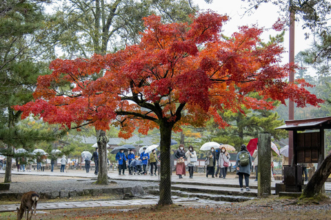 Vanuit Kyoto: Kyoto privé dagtrip met bezienswaardigheden op maat