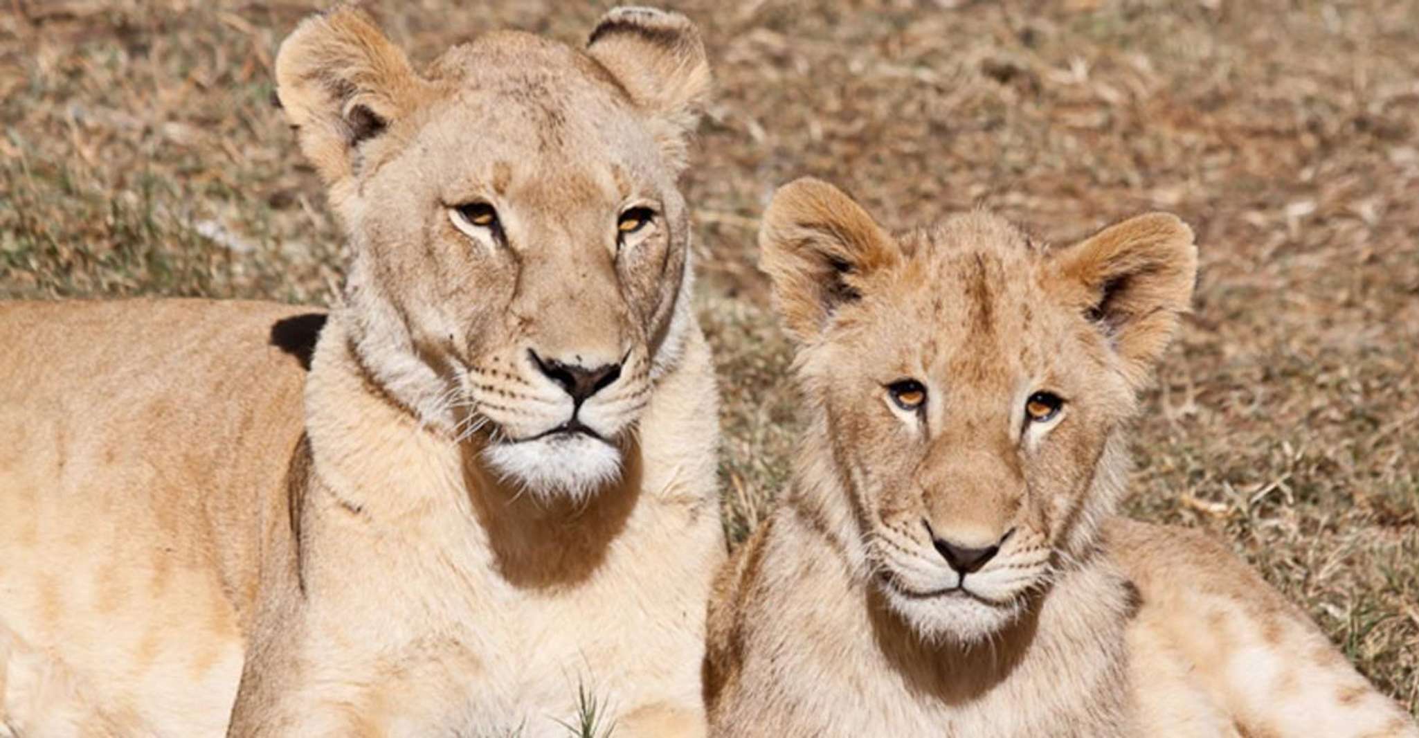 Lion Park Tour in Open Safari Vehicle - Housity