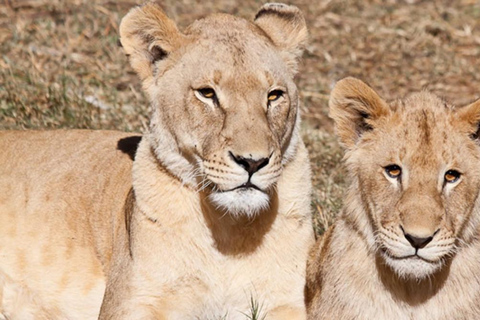 Passeio pelo Lion Park em veículo aberto de safáriLion Park Tour em veículo Open Safari