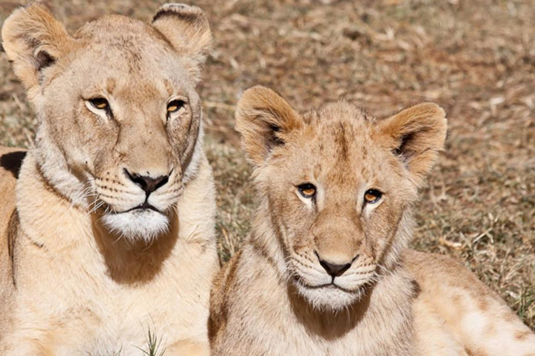 Tour del Parco dei Leoni in veicolo Safari apertoTour del Lion Park in un veicolo safari aperto