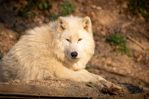 Salzburg Zoo Hellbrunn Skip-the-line Tickets & Private Car