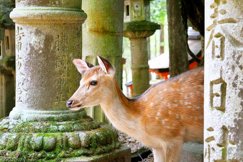 Osaka : Nara, Todaiji, expérience du Matcha et visite des sources d'eau chaude