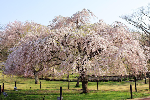 Specjalna wycieczka Kawazu Sakura Strawberry Hot Spring Day TourMiejsce zbiórki na dworcu w Tokio + japoński lunch w hotelu Onsen