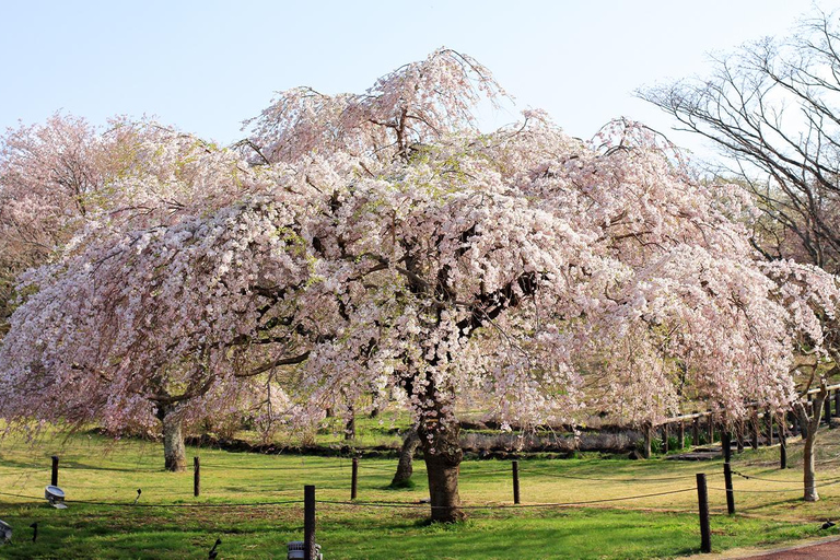 Sakura Special Kawazu Sakura Strawberry Hot Spring Day TourAusgang Shinjuku West