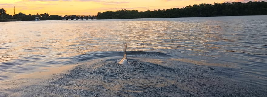 Cocoa Beach/Merritt Island : Visite guidée des dauphins et des lamantins