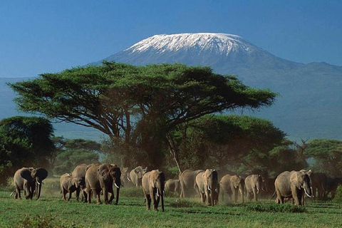 Au départ de Nairobi : Safari de 2 jours dans le parc national d&#039;Amboseli