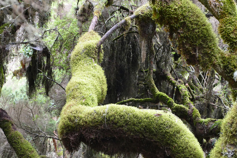 3-tägige Tour zum Bale Mountains Nationalpark mit Besuch in Addis Abeba