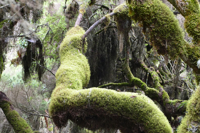 3-tägige Tour zum Bale Mountains Nationalpark mit Besuch in Addis Abeba