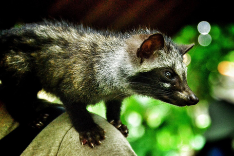 Ubud: Private Tour Waterfall, Rice Terraces & Monkey Forest Private Ubud tour with Entrance Tickets Included.