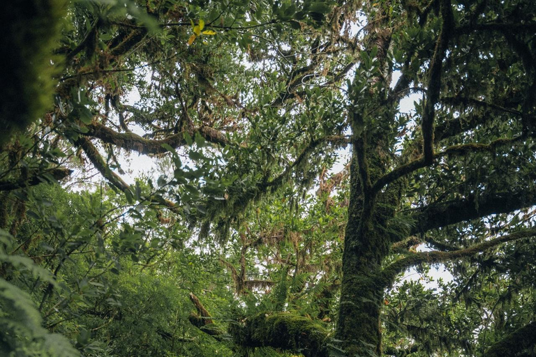 Funchal: Vereda do Fanal PR13 Hiking with Transfer & Guide