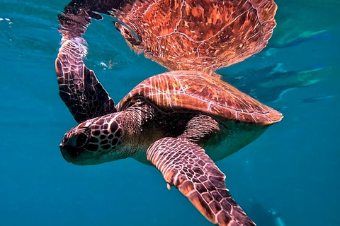 from Rio de Janeiro: Diving in Buzios