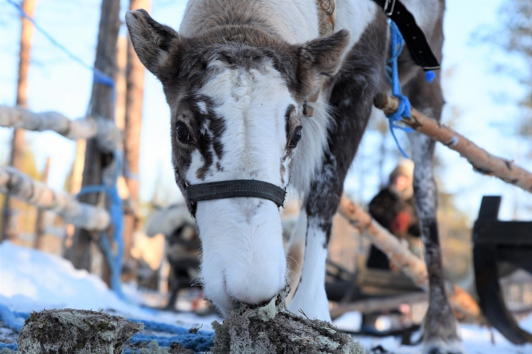Levi: 3km Reindeer Sleigh Ride Vaami - about 3km reindeer sleigh ride