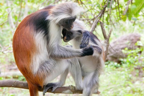 Zanzibar: foresta di Jozani + visita della grotta di Kuza e tour della spiaggia di Paje