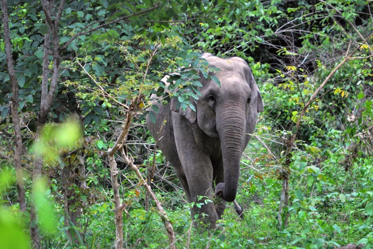 Hua Hin: Kui Buri National Park Wild Elephant Watching