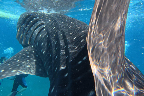 Cebu: Oslob Whaleshark Watching Canyoneering Privatabholung