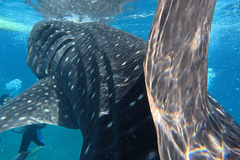 Cebu: Oslob Whaleshark Watching Canyoneering privé ophalen