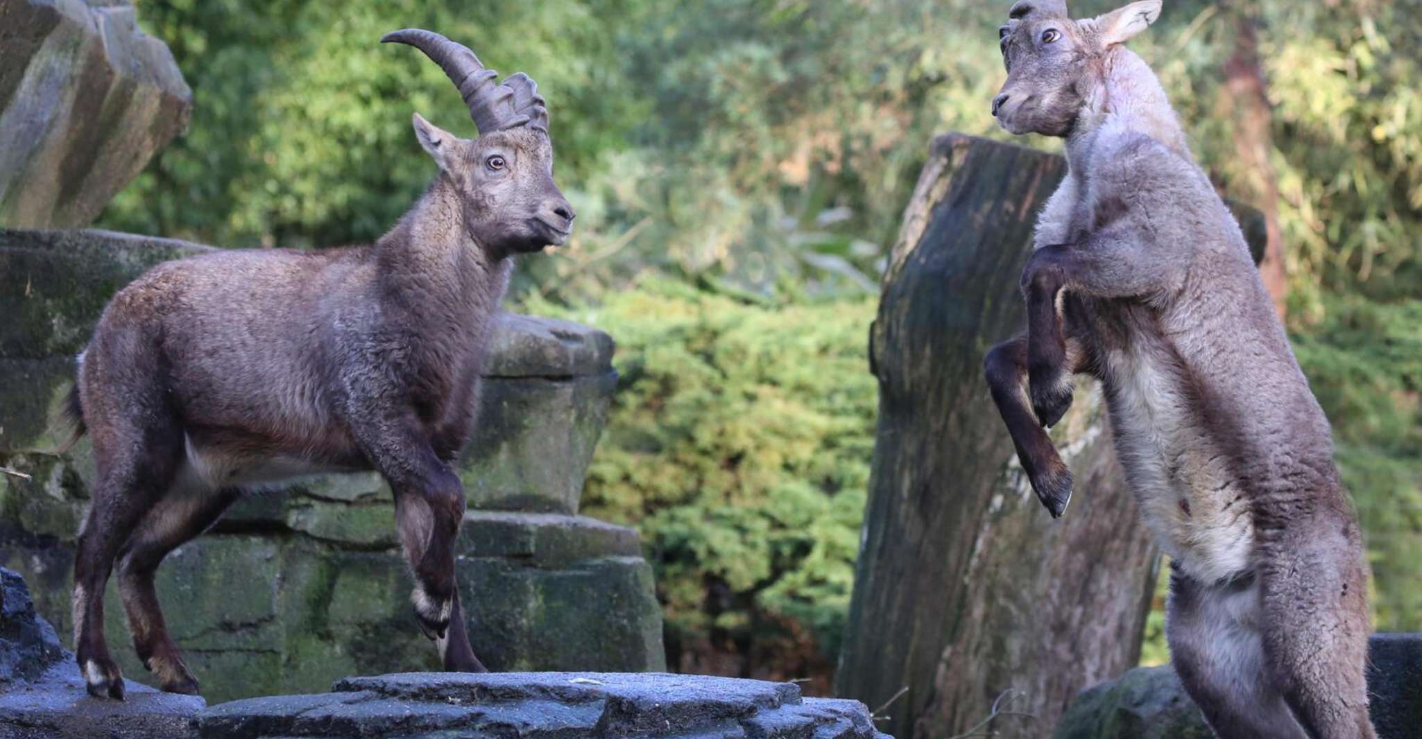 Amsterdam: ARTIS Amsterdam Royal Zoo Entry Ticket photo 9