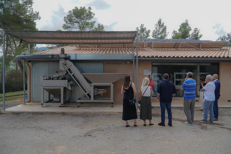 Mallorca Olive grove visit, Oil & Wine Tasting & Light Lunch Español Olive grove visit, olive oil and wine tasting, snack