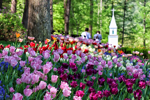 From Seoul: Nami Island, Korean Garden & Rail Bike Day Trip Group Tour with Railbike from Hongdae (Hongik University)