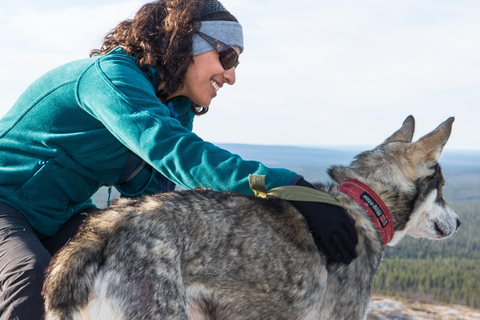 Rovaniemi: Experiência Husky de uma hora