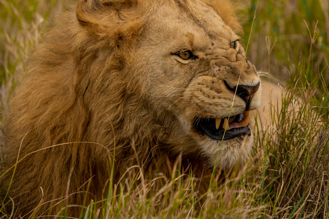 4-Day Fly-in Zanzibar & Fly-out Arusha Bush to Beach Safari