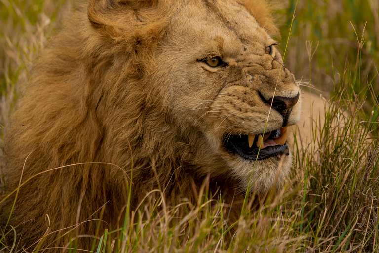 4-Day Fly-in Zanzibar & Fly-out Arusha Bush to Beach Safari