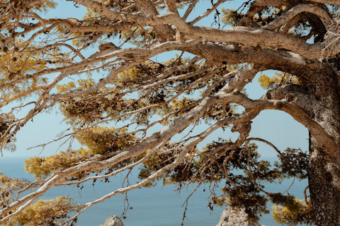 Z Rethymno: Jednodniowa wycieczka na południe Krety