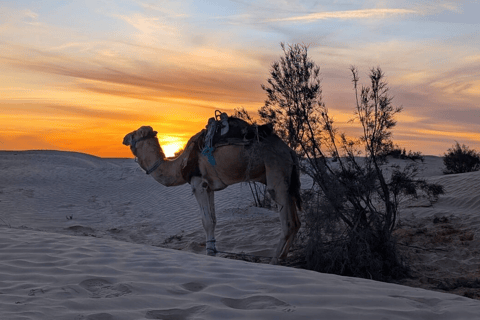 From Tunis, Hammamet, Sousse: Sahara Camping Sunset & oasis From Hammamet
