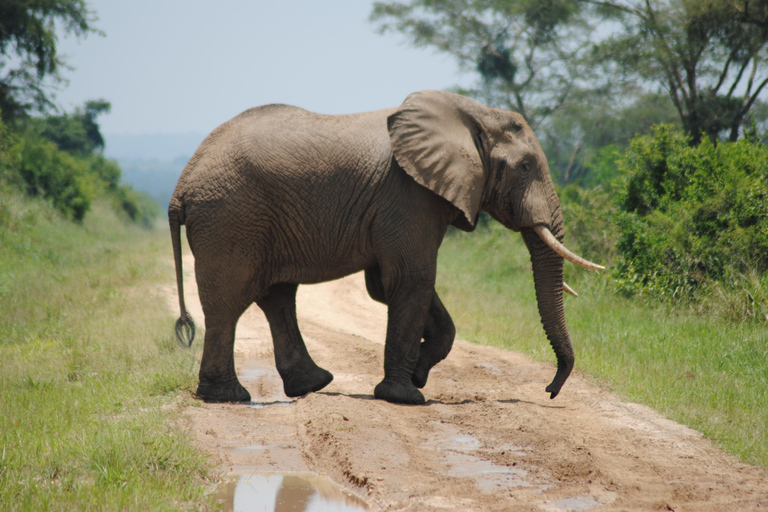 7 Day Rwanda Uganda Culture and Primate Safari Adventure