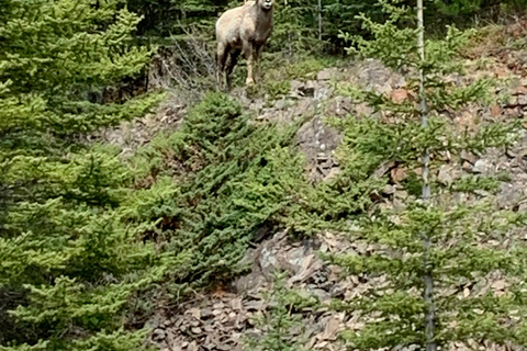 Canmore/Banff: Esplora Banff e la fauna selvatica