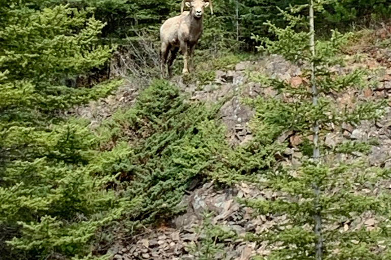 Canmore/Banff: Explora Banff e a vida selvagem