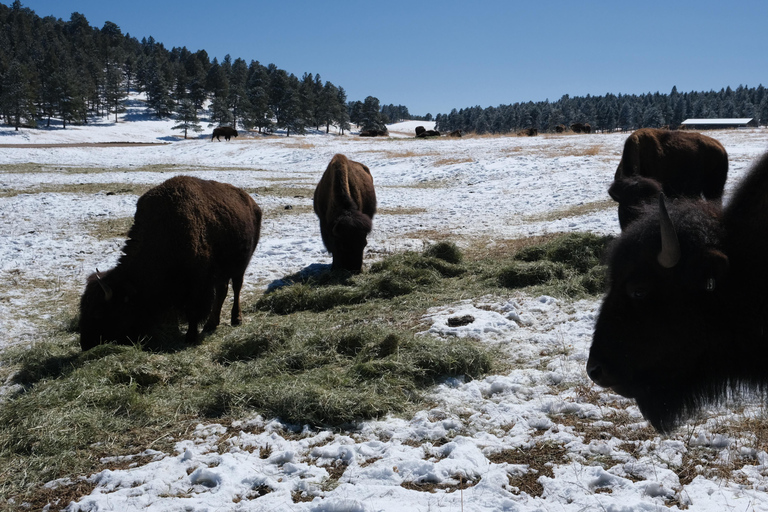 De Denver: Caminhada com raquetes de neve nas Montanhas RochosasCaminhada com raquetes de neve nas Montanhas Rochosas