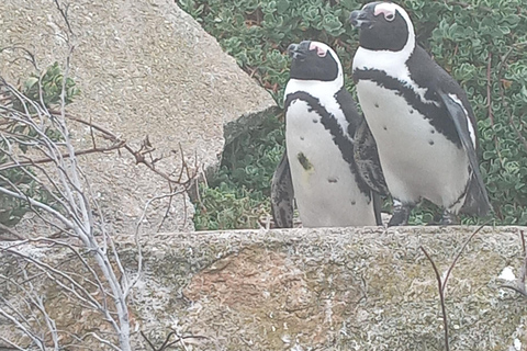 From Cape Town: Whale Watching and Penguins Tour Whale watching route tour