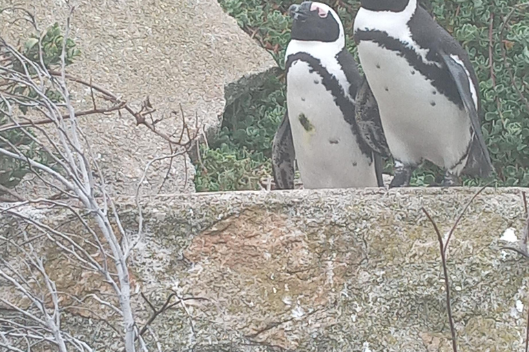 From Cape Town: Whale Watching and Penguins Tour Whale watching route tour