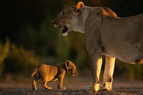Nairobi National Park Scenic Wildlife-Packed Half-Day safari