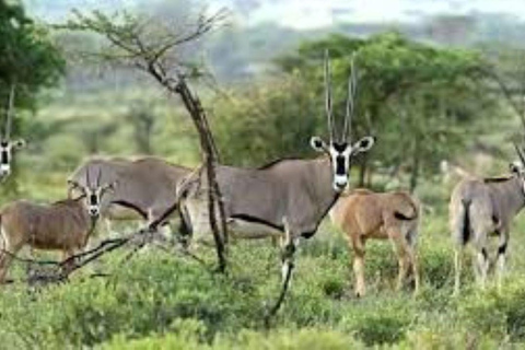 3 Days Private tour to Buffalo Springs National Reserve