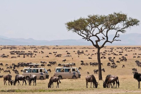 Nairobi : 6 jours de safari de migration des gnous dans le Masai Mara