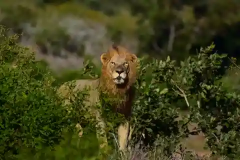 Kruger nationalpark 3 dagar Bästa safarin någonsin från Kapstaden
