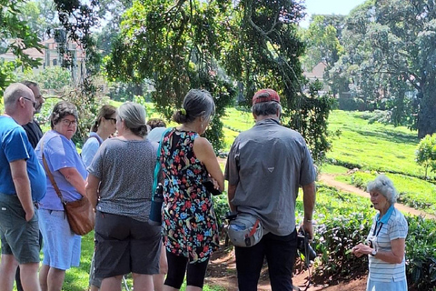 Visite de la ferme de thé de Kaimbethu