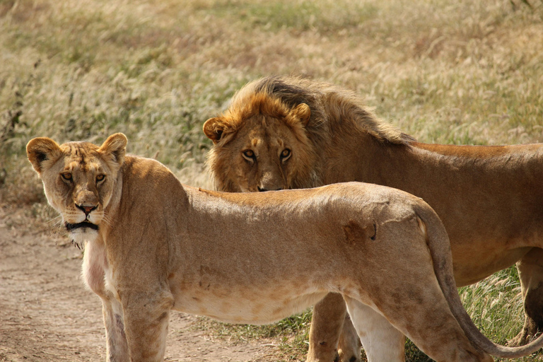 From Victoria Falls: 4-Day Falls, Chobe & Village Stay