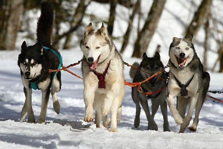 Tour Combo\Husky e giro in slitta con le renne a Levi