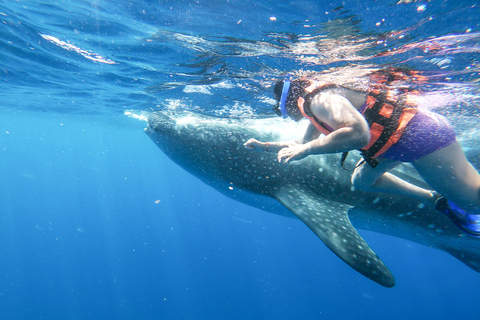 Whale Shark Adventure from Cancun and Mayan Riviera Whale Shark Adventure from Riviera Maya and Playa del Carmen