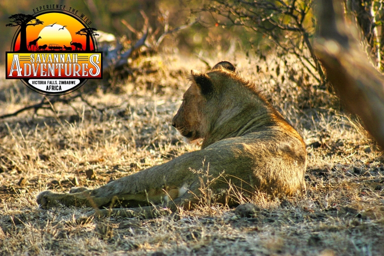 Victoria Falls: National Park Game drive Small Group Tour