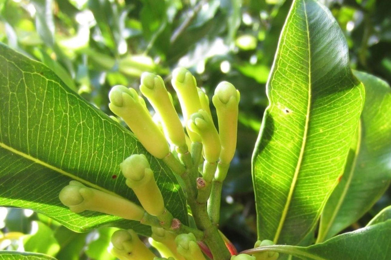 Zanzibar: Jozani-skogen, kryddgård, privat tur i Stenstaden