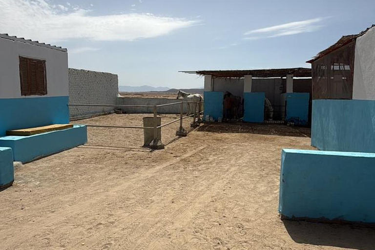 Hurghada: Horse Riding in the Desert & Beach Experience 1 HR Desert Horse Riding Experience without transfer