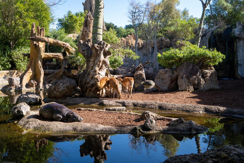 Valencia: Bioparc Valencia Biljett för inträde