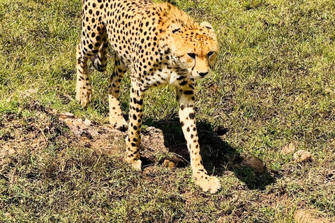 Diani/Mombasa: Private Tsavo East Day Safari in 4x4 Cruiser.