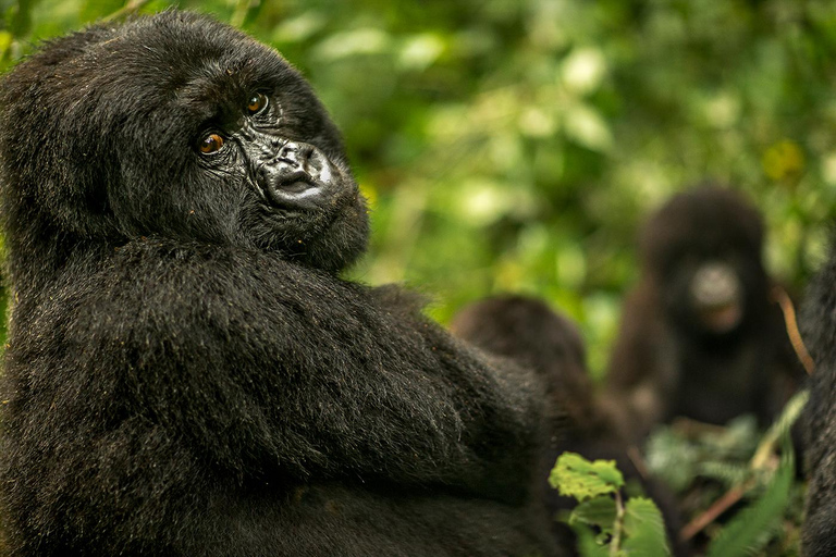 Tagestour: Gorillatrekking in Musanze