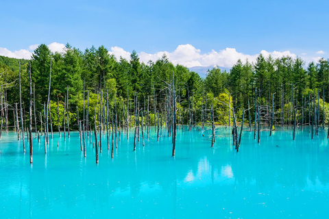 Hokkaido: Asahiyama Dierentuin, Shirahige Val, Ningle Terras Dag