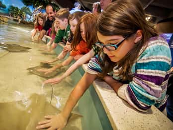 Boston: Eintritt ins New England Aquarium + optionales Simons Theatre